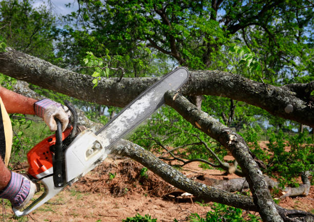 Best Utility Line Clearance  in Merriam, KS